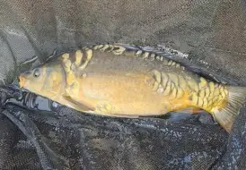 Carp in net.jpg 76