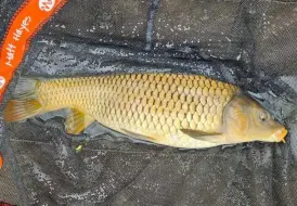 Fishing Wrangle.jpg 77