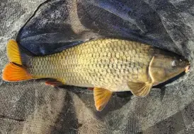 Carp fishing April.jpg 78