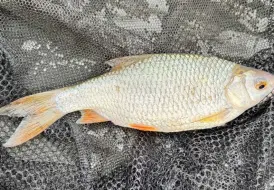 Roach.jpg 12