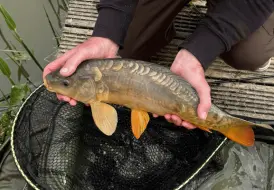 Beautiful Mirror Carp.png 80