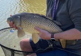 Carp caught in Spring 2025.png 7