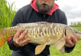 Stunning Mirror Carp.png 1