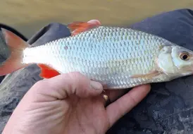 Course fishing for Rudd.png 97