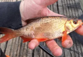 Golden Rudd at Mill Farm.png 71