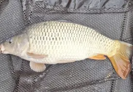 Healthy Carp.png 18
