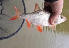 Lakeside Fishing Lodges.png 100