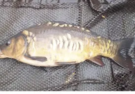 Lakeside Lodge Carp fishing.png 15