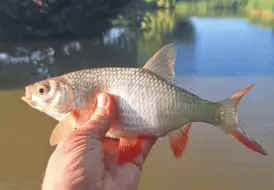 Rudd Fishing Lincolnshire.png 7