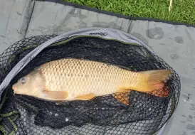 Carp Fishing Summer.png 98