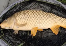 Lincolnshire Course Fishing.png 101