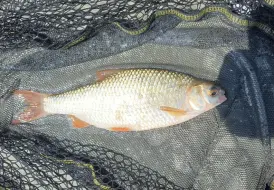 Silver Fish Lincolnshire.png 17