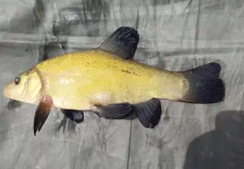 Tench caught at Mill Farm.png 4