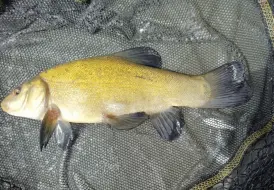 Tench Fishing Lincolnshire.png 14