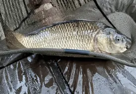 Carp Fishing Lodges.png 108