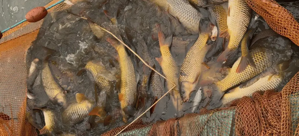 Lake netting at Mill Farm Leisure