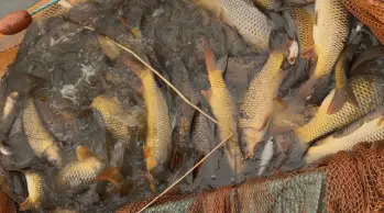 Lake netting at Mill Farm Leisure